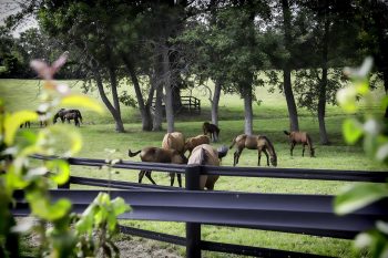 horses grazing in a pasture representing general information about UKAEF